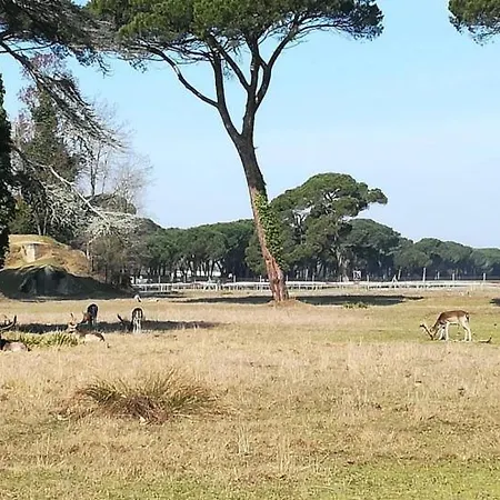 I Levrieri Torre del Lago Puccini